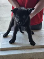 Bear, a male German Shepherd Dog for sale in Omaha, NE – Photo 7 of 9