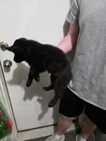 Bear, a male German Shepherd Dog for sale in Omaha, NE – Photo 5 of 9