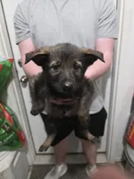 Wolf, a male German Shepherd Dog for sale in Omaha, NE – Photo 4 of 9