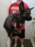 Wolf, a male German Shepherd Dog for sale in Omaha, NE – Photo 2 of 9