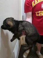 Wolf, a male German Shepherd Dog for sale in Omaha, NE – Photo 3 of 9