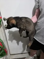 Wolf, a male German Shepherd Dog for sale in Omaha, NE – Photo 5 of 9