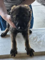 Wolf, a male German Shepherd Dog for sale in Omaha, NE – Photo 7 of 9