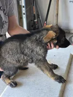 Wolf, a male German Shepherd Dog for sale in Omaha, NE – Photo 9 of 9