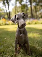 DAVINCI , a male Doberman Pinscher for sale in Astoria, NY – Photo 2 of 4