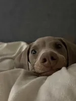 DAVINCI , a male Doberman Pinscher for sale in Astoria, NY – Photo 3 of 4