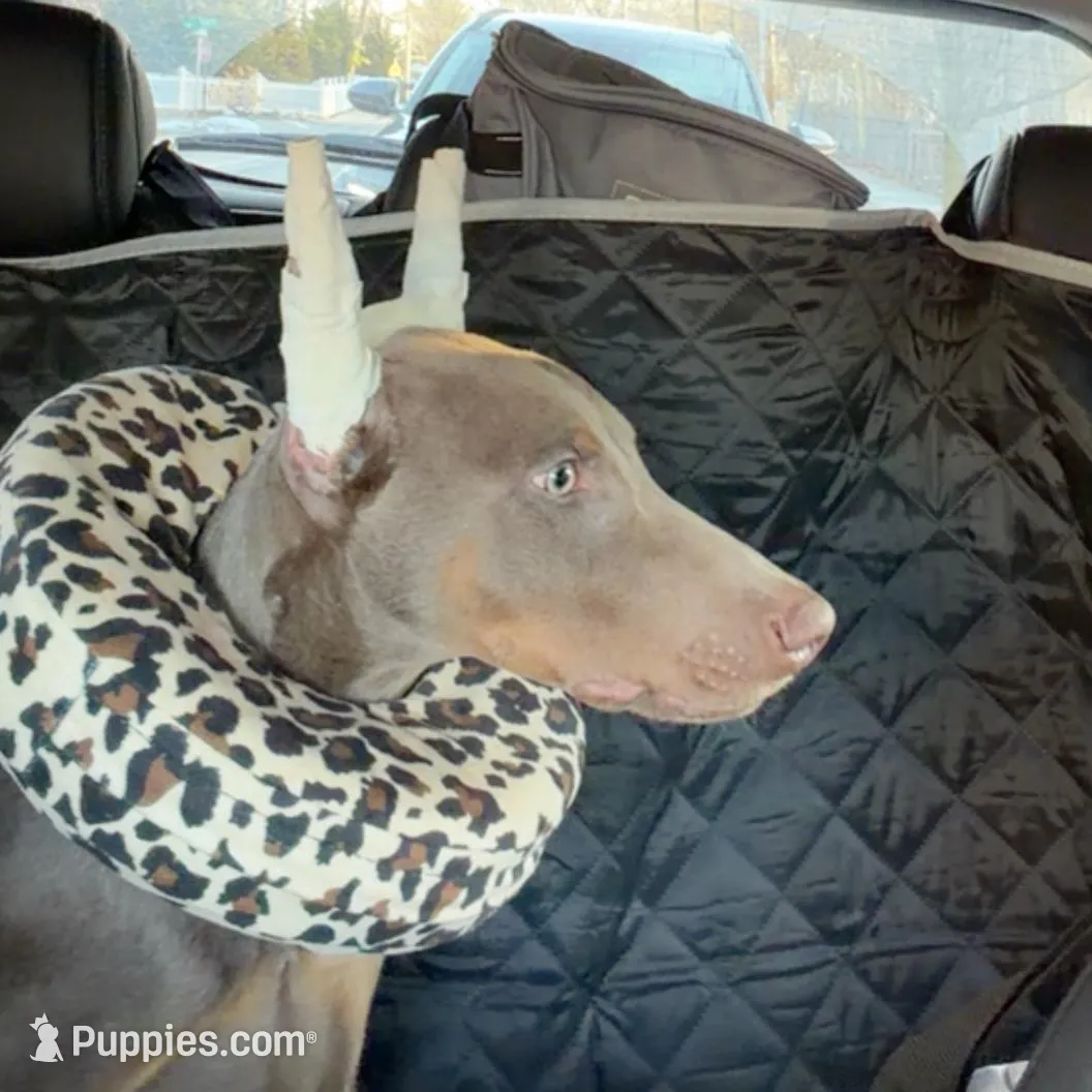 DAVINCI  – Doberman Pinscher puppy for sale in Astoria, NY