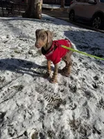 DAVINCI , a male Doberman Pinscher for sale in Astoria, NY – Photo 4 of 4