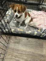 Cookie, a female Cavalier King Charles Spaniel and Shih Tzu for sale in Palm Coast, FL – 4 of 5