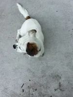 Luckie, a female Cavalier King Charles Spaniel and Shih Tzu for sale in Palm Coast, FL – 3 of 4