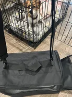 Cookie, a female Cavalier King Charles Spaniel and Shih Tzu for sale in Palm Coast, FL – 3 of 5