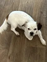 Luckie, a female Cavalier King Charles Spaniel and Shih Tzu for sale in Palm Coast, FL – 2 of 4