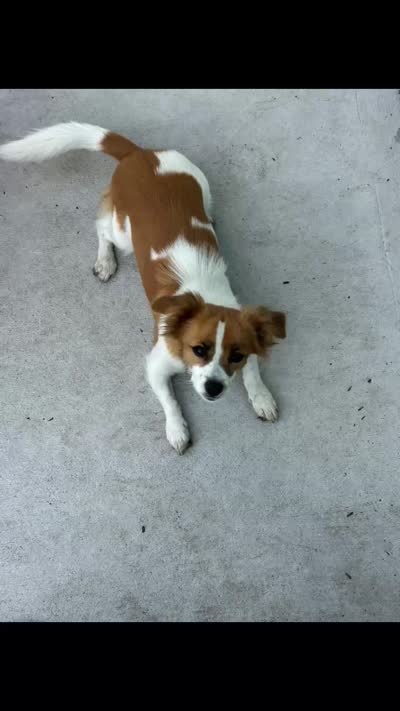 Cookie, a female Cavalier King Charles Spaniel and Shih Tzu for sale in Palm Coast, FL – 5 of 5