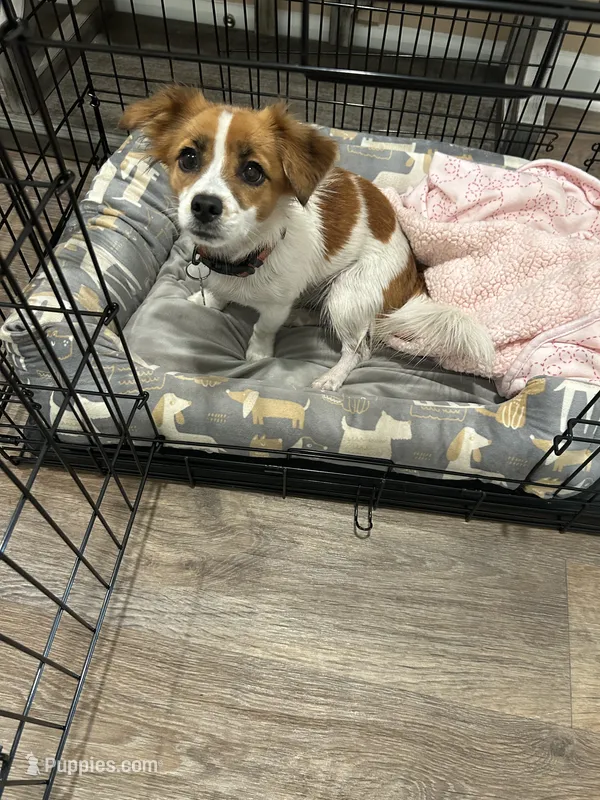 Cookie – Cavalier King Charles Spaniel, Shih Tzu puppy for sale in Palm Coast, FL