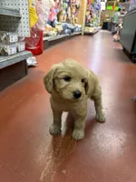 Peaches, a female Goldendoodle for sale in Honolulu, HI – 3 of 3