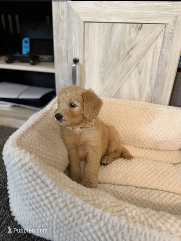 Peaches – Goldendoodle puppy for sale in Honolulu, HI