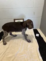 Female # 4, a female German Shorthaired Pointer for sale in Statesville, NC – 3 of 3