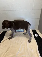 Female # 4, a female German Shorthaired Pointer for sale in Statesville, NC – 2 of 3