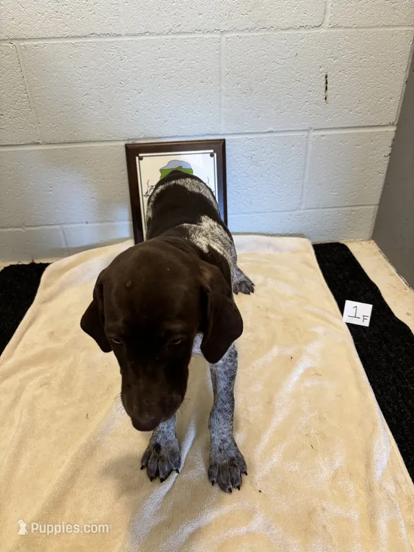 Female # 1 – German Shorthaired Pointer puppy for sale in Statesville, NC