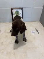 Female # 1, a female German Shorthaired Pointer for sale in Statesville, NC – 1 of 3