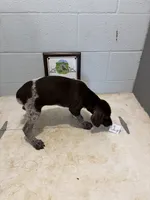 Female # 1, a female German Shorthaired Pointer for sale in Statesville, NC – 2 of 3