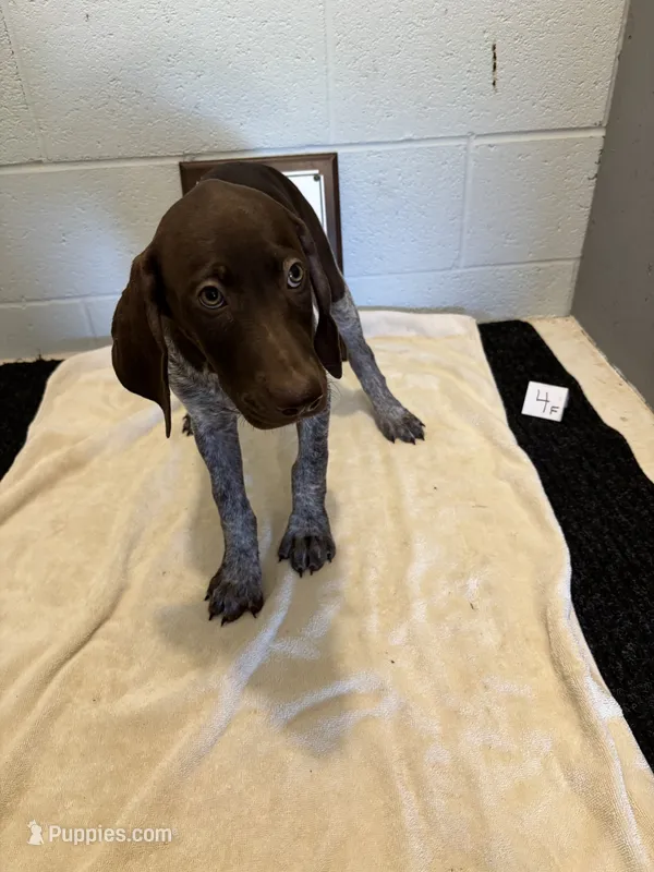 Female # 4 – German Shorthaired Pointer puppy for sale in Statesville, NC