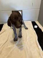 Female # 4, a female German Shorthaired Pointer for sale in Statesville, NC – 1 of 3