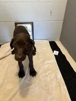 Female # 3, a female German Shorthaired Pointer for sale in Statesville, NC – 1 of 3