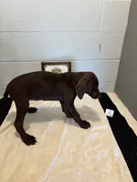Female # 3, a female German Shorthaired Pointer for sale in Statesville, NC – 2 of 3