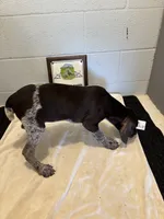 Female # 1, a female German Shorthaired Pointer for sale in Statesville, NC – 2 of 3