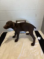 Female # 3, a female German Shorthaired Pointer for sale in Statesville, NC – 3 of 3