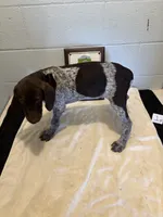 Female # 1, a female German Shorthaired Pointer for sale in Statesville, NC – 3 of 3