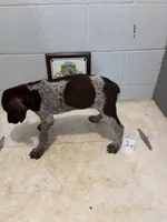 Female # 1, a female German Shorthaired Pointer for sale in Statesville, NC – 3 of 3