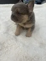 Gucci, a male French Bulldog for sale in Murrieta, CA – 7 of 8