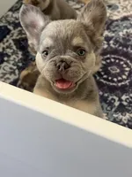 Smoky, a male French Bulldog for sale in Murrieta, CA – 9 of 9