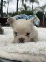 Yetti, a male French Bulldog for sale in Murrieta, CA – 7 of 9