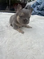 Gucci, a male French Bulldog for sale in Murrieta, CA – 4 of 8