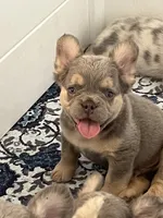 Gucci, a male French Bulldog for sale in Murrieta, CA – 8 of 8