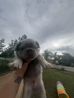 Smoky, a male French Bulldog for sale in Murrieta, CA – 8 of 9