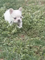 Yetti, a male French Bulldog for sale in Murrieta, CA – 5 of 9