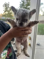 Patches, a male French Bulldog for sale in Murrieta, CA – 4 of 9