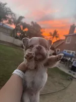 Patches, a male French Bulldog for sale in Murrieta, CA – 6 of 9