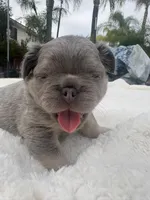 Smoky, a male French Bulldog for sale in Murrieta, CA – 4 of 9