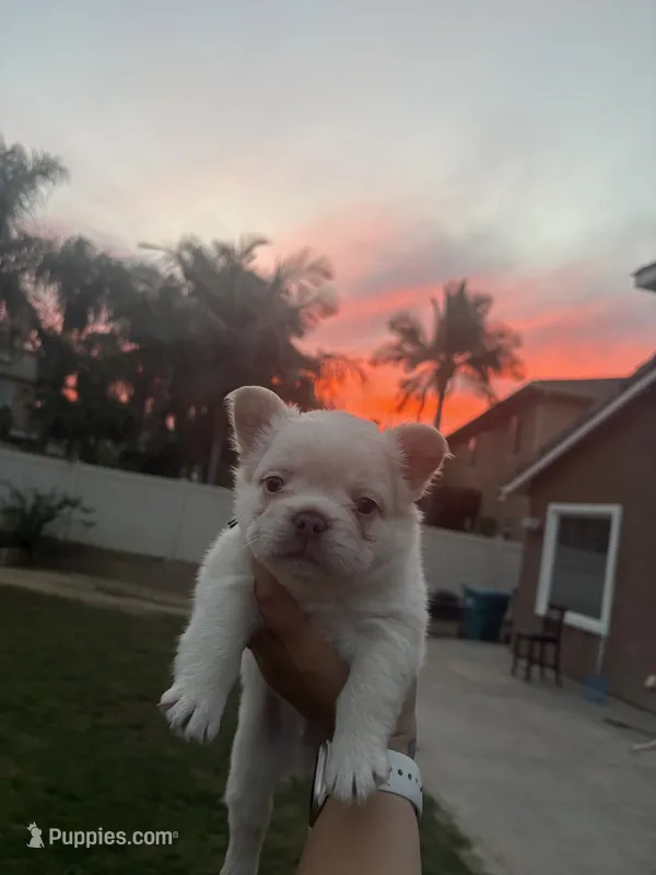 Yetti – French Bulldog puppy for sale in Murrieta, CA