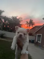 Yetti, a male French Bulldog for sale in Murrieta, CA – 1 of 9