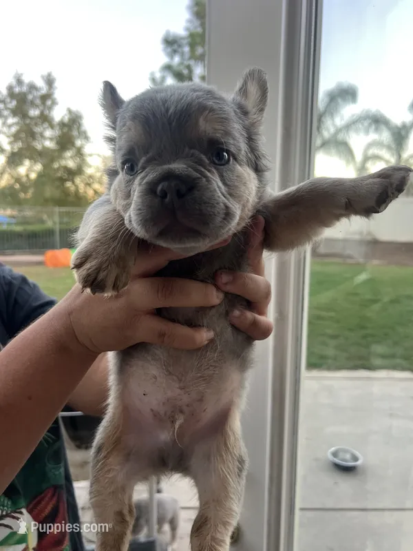 Gucci – French Bulldog puppy for sale in Murrieta, CA