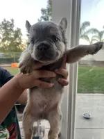 Gucci, a male French Bulldog for sale in Murrieta, CA – 1 of 8