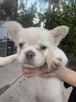 Yetti, a male French Bulldog for sale in Murrieta, CA – 9 of 9