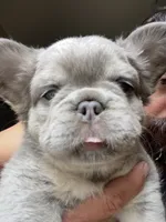 Smoky, a male French Bulldog for sale in Murrieta, CA – 2 of 9