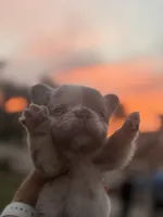Patches, a male French Bulldog for sale in Murrieta, CA – 7 of 9